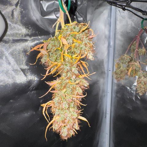 Cookies Gelato Auto #1 -41,5g growlog photo: 14:39