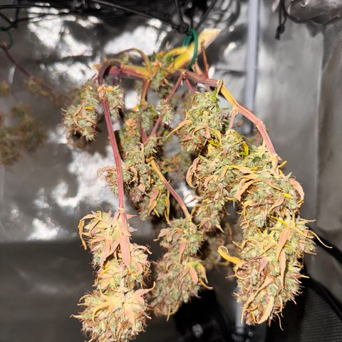 Cookies Gelato Auto #1 -41,5g growlog photo: 14:39