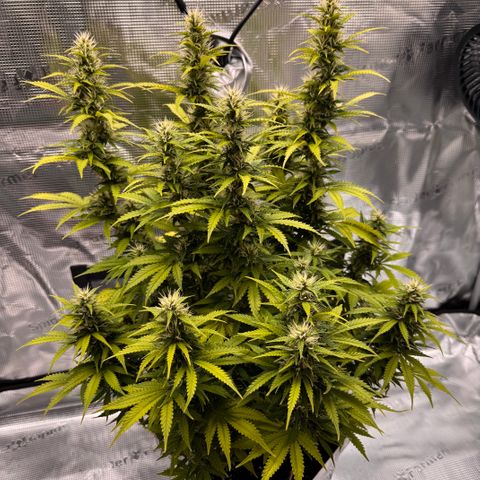Fat Banana Auto #1 -89g growlog photo: 15:08