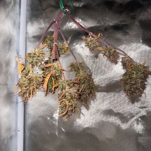 Cookies Gelato Auto #1 -41,5g growlog photo: 14:39