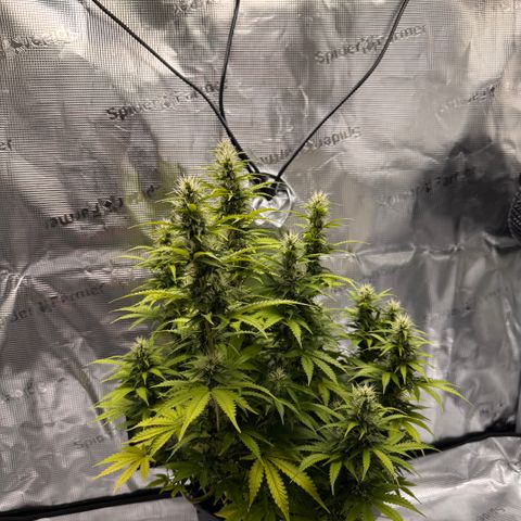 Fat Banana Auto #1 -89g growlog photo: 15:08
