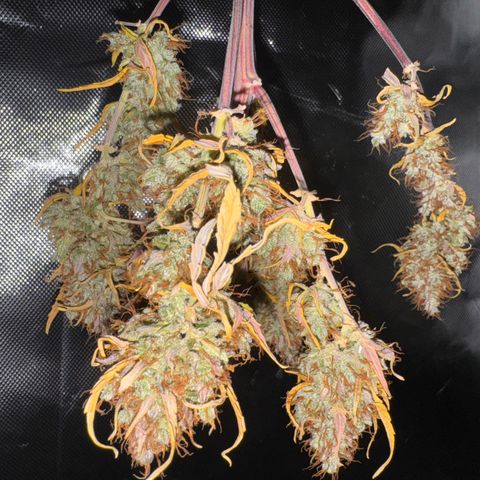 Cookies Gelato Auto #1 -41,5g growlog photo: 20:18