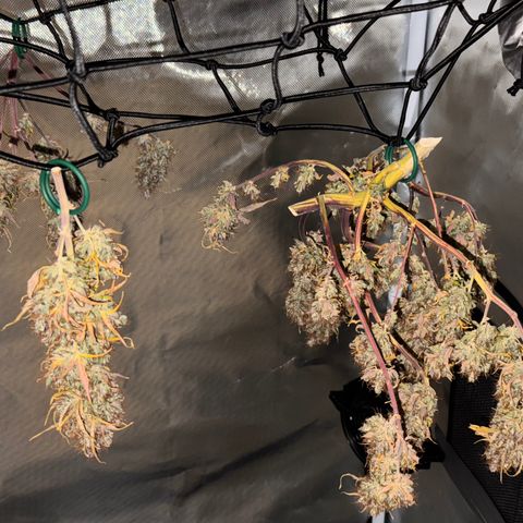 Cookies Gelato Auto #1 -41,5g growlog photo: 20:18