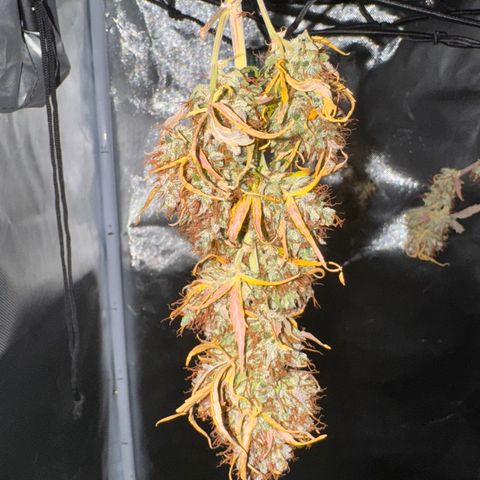 Cookies Gelato Auto #1 -41,5g growlog photo: 20:18