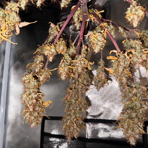 Cookies Gelato Auto #1 -41,5g growlog photo: 20:18