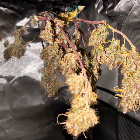 Cookies Gelato Auto #1 -41,5g growlog photo: 20:18