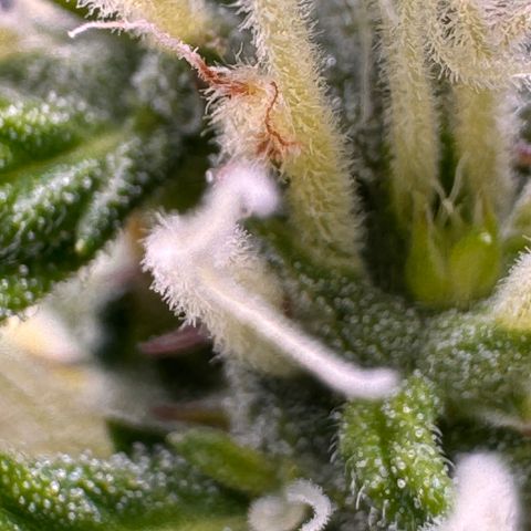 Fat Banana Auto #1 -89g growlog photo: 20:35