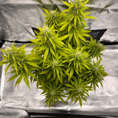 Fat Banana Auto #1 -89g growlog photo: 20:35
