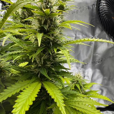 Fat Banana Auto #1 -89g growlog photo: 20:35