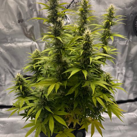 Fat Banana Auto #1 -89g growlog photo: 20:35
