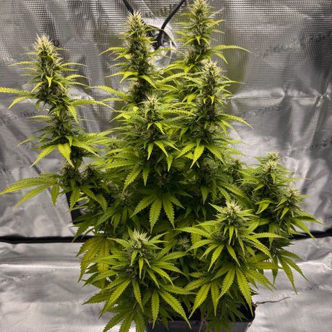 Fat Banana Auto #1 -89g growlog photo: 20:35