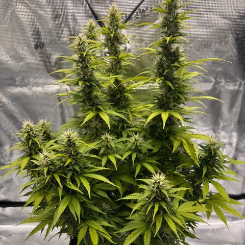 Fat Banana Auto #1 -89g growlog photo: 20:35
