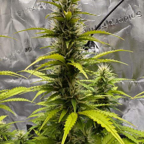 Fat Banana Auto #1 -89g growlog photo: 20:35