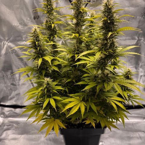 Fat Banana Auto #1 -89g growlog photo: 20:35
