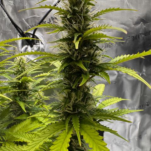 Fat Banana Auto #1 -89g growlog photo: 20:35