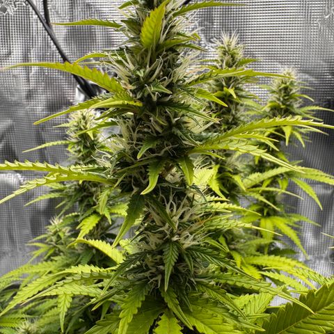 Fat Banana Auto #1 -89g growlog photo: 20:35