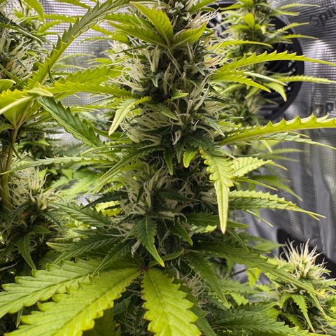 Fat Banana Auto #1 -89g growlog photo: 15:15