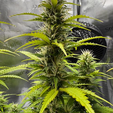 Fat Banana Auto #1 -89g growlog photo: 15:15