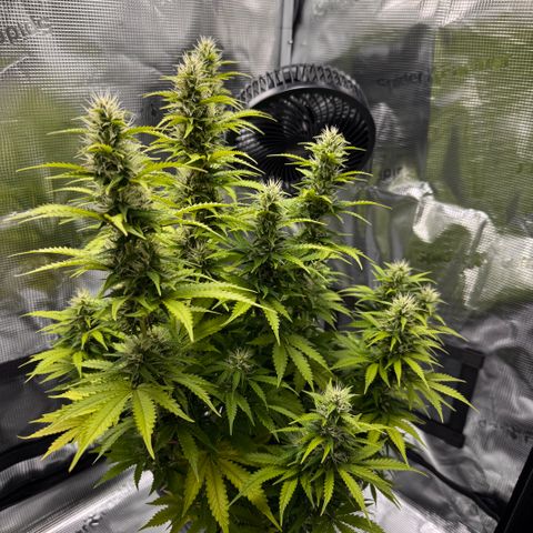 Fat Banana Auto #1 -89g growlog photo: 15:15