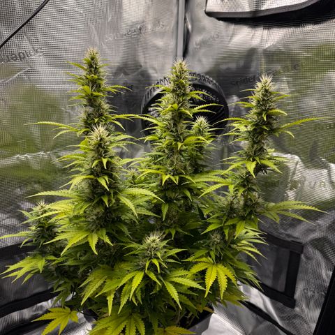Fat Banana Auto #1 -89g growlog photo: 15:15