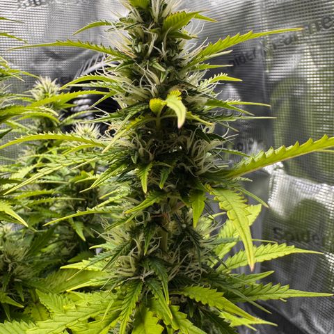 Fat Banana Auto #1 -89g growlog photo: 15:15