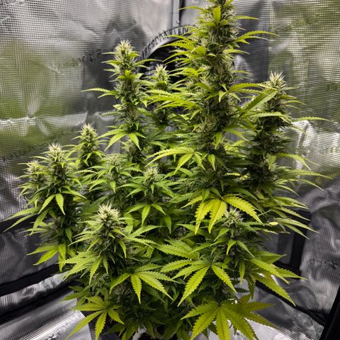 Fat Banana Auto #1 -89g growlog photo: 15:15