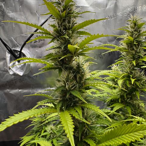 Fat Banana Auto #1 -89g growlog photo: 15:15