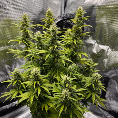Fat Banana Auto #1 -89g growlog photo: 15:15