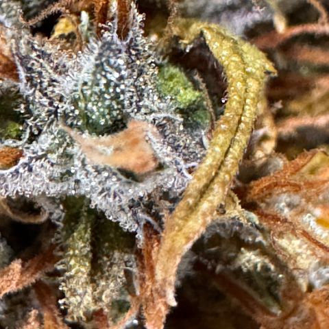 Cookies Gelato Auto #1 -41,5g growlog photo: 15:30