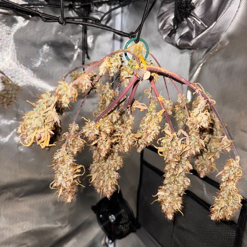 Cookies Gelato Auto #1 -41,5g growlog photo: 15:30