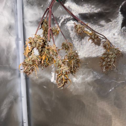 Cookies Gelato Auto #1 -41,5g growlog photo: 15:30