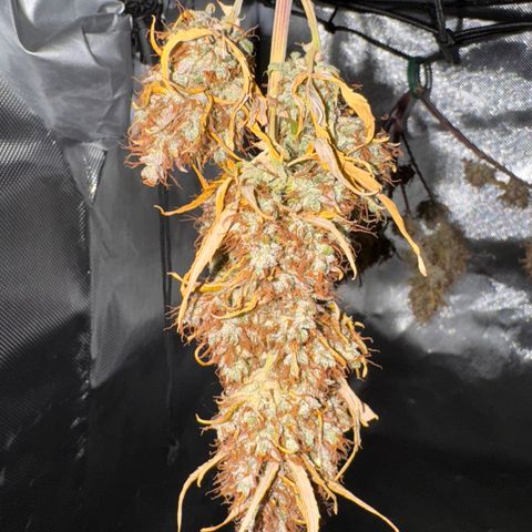 Cookies Gelato Auto #1 -41,5g growlog photo: 15:30