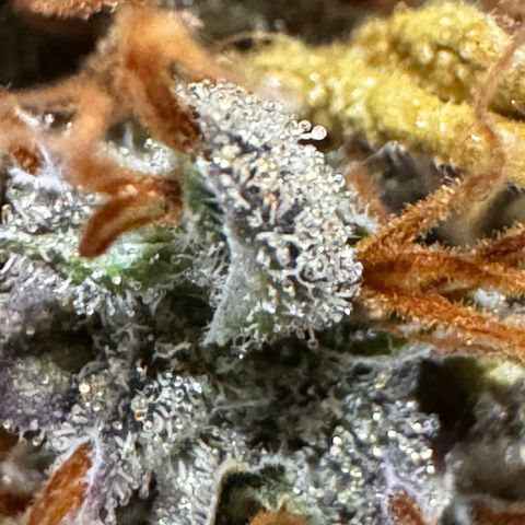 Cookies Gelato Auto #1 -41,5g growlog photo: 15:30