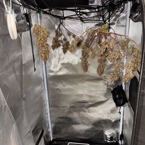 Cookies Gelato Auto #1 -41,5g growlog photo: 15:30