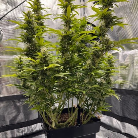 Fat Banana Auto #1 -89g growlog photo: 16:55