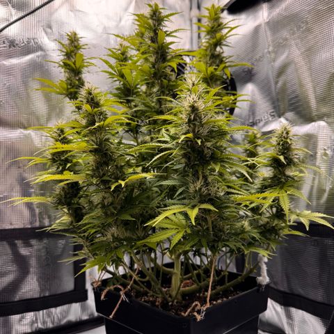 Fat Banana Auto #1 -89g growlog photo: 16:55