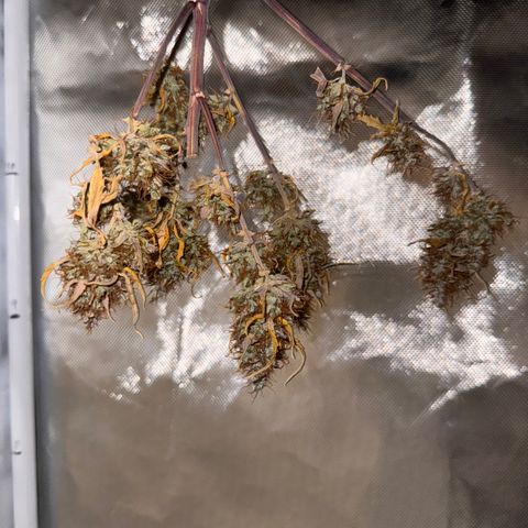 Cookies Gelato Auto #1 -41,5g growlog photo: 16:52