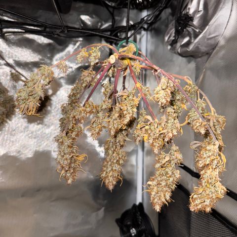 Cookies Gelato Auto #1 -41,5g growlog photo: 16:52