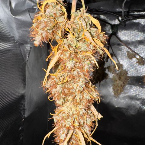 Cookies Gelato Auto #1 -41,5g growlog photo: 16:52