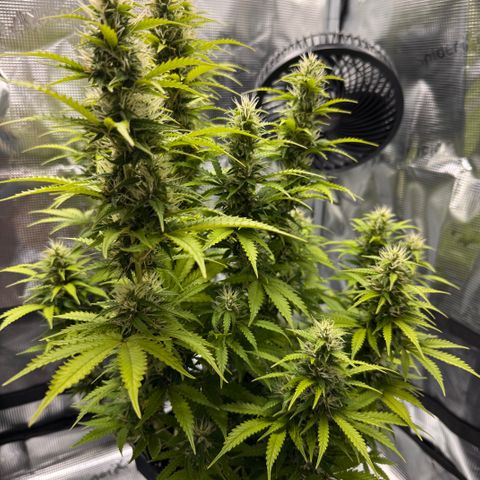 Fat Banana Auto #1 -89g growlog photo: 17:20
