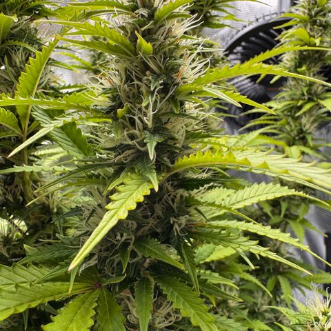 Fat Banana Auto #1 -89g growlog photo: 17:20