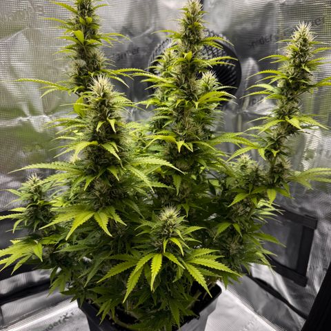Fat Banana Auto #1 -89g growlog photo: 17:20