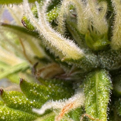 Fat Banana Auto #1 -89g growlog photo: 17:20