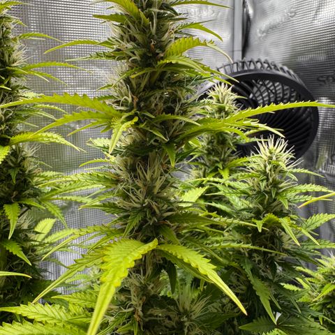 Fat Banana Auto #1 -89g growlog photo: 17:20