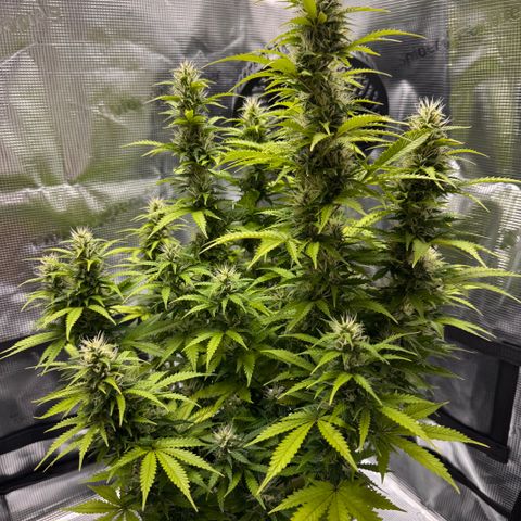 Fat Banana Auto #1 -89g growlog photo: 17:20