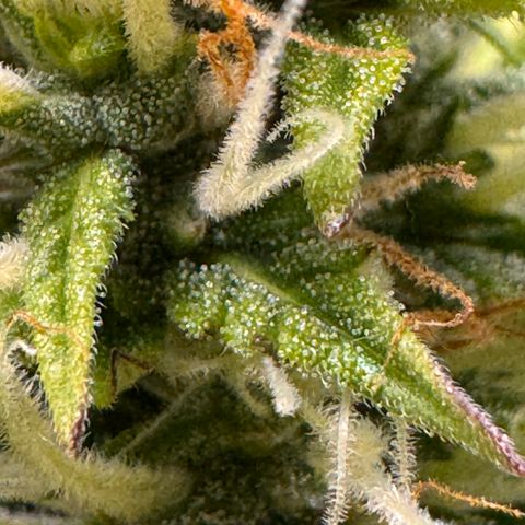 Fat Banana Auto #1 -89g growlog photo: 17:20