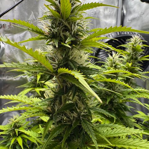 Fat Banana Auto #1 -89g growlog photo: 17:20