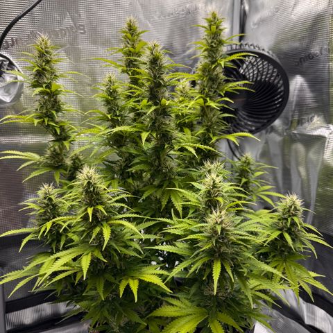 Fat Banana Auto #1 -89g growlog photo: 17:20