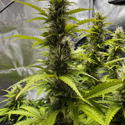 Fat Banana Auto #1 -89g growlog photo: 17:20