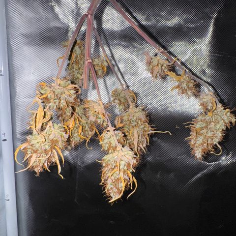Cookies Gelato Auto #1 -41,5g growlog photo: 16:53